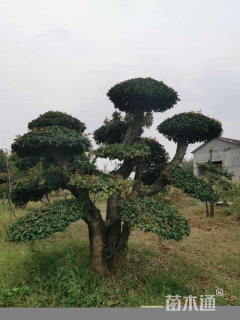 8公分白蜡