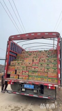 高度120厘米羽绒狼尾草