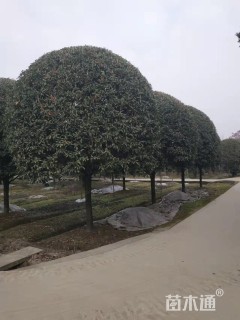 20公分桂花
