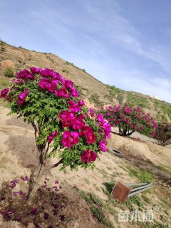 高度200厘米紫斑牡丹