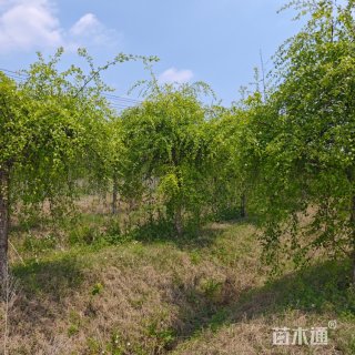 13公分河桦