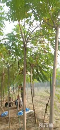 8公分火炬树