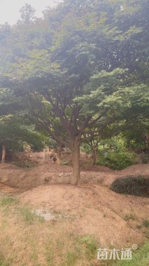 15公分中国红枫