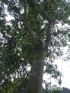 15公分海南黄花梨