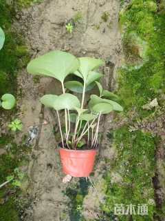 高度30厘米大吴风草