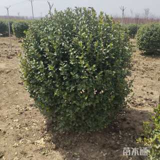 冠幅120厘米卫矛球