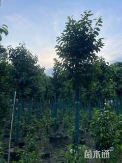 10公分乐昌含笑