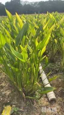 高度40厘米梭鱼草