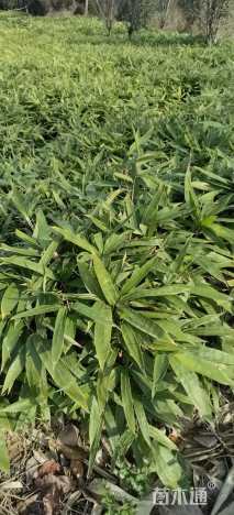 地栽苗箬竹