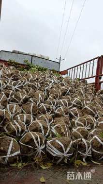 冠幅150厘米桂花球