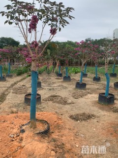 12公分紫花风铃木