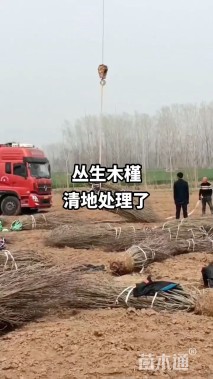 高度200厘米丛生木槿