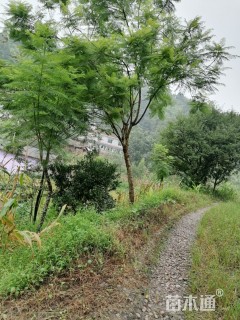 20.25公分朴树