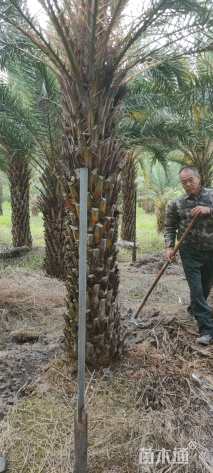 裸干高200厘米中东海枣