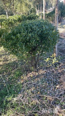 高度80厘米大叶黄杨