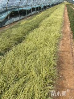 高度30厘米金叶苔草