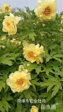 高度95厘米牡丹