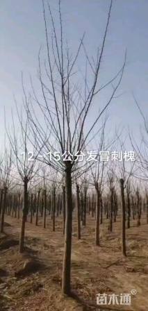 16公分刺槐