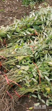 高度15厘米连翘小苗