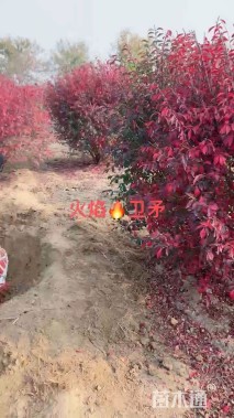 高度160厘米火焰卫矛