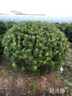 冠幅250厘米海桐球