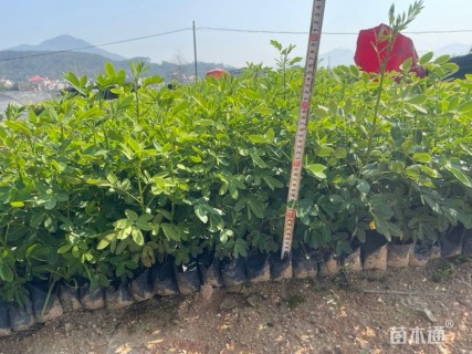 高度25厘米地被菊