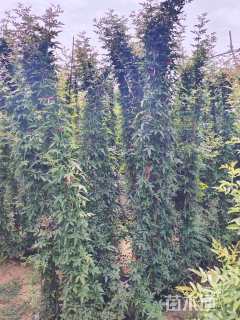 150厘米蔓生月季