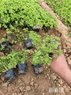 高度20厘米红花酢浆草