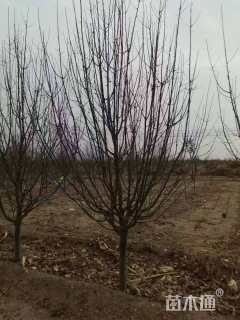 10公分八棱海棠