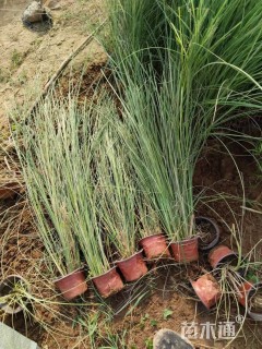 高度20厘米晨光芒