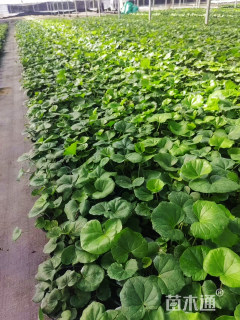 高度40厘米大吴风草