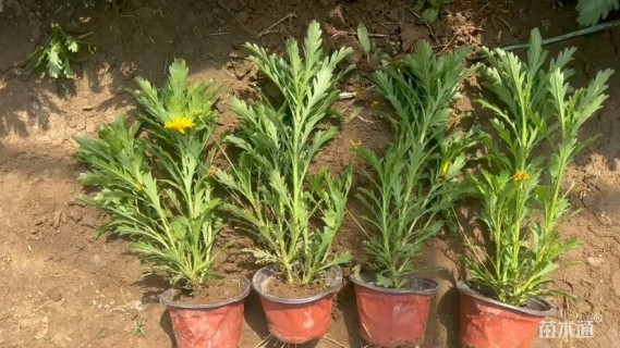 高度25厘米黄金菊