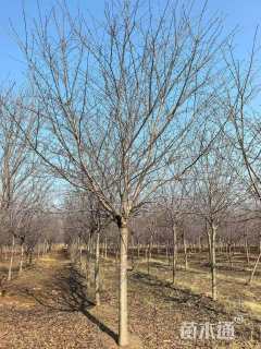 12公分高杆染井吉野樱