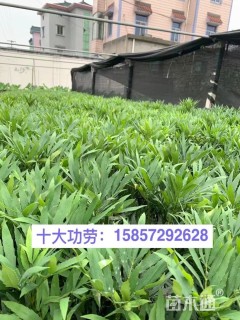 高度40厘米十大功劳