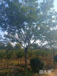 15公分朴树