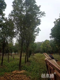 13公分香泡