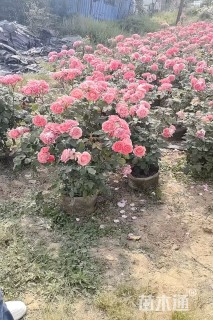 高度61厘米丛生月季