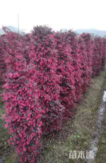 高度120厘米红花继木柱
