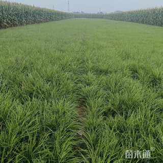 高度20厘米麦冬