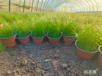高度10厘米细叶针芒
