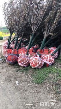 7公分紫叶李