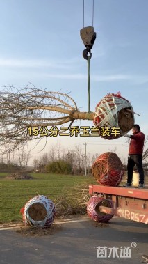 14公分二乔玉兰