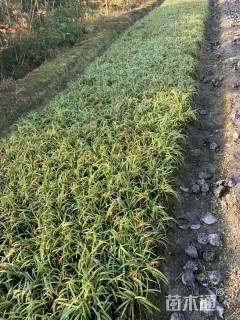 高度30厘米大花萱草