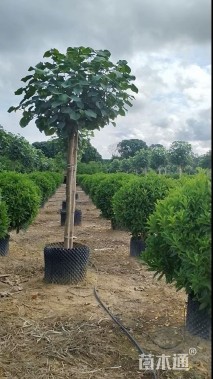 高度150厘米非洲茉莉球