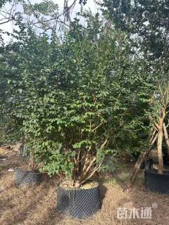 高度300厘米丛生紫薇