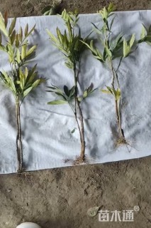 高度35厘米狭叶十大功劳小苗