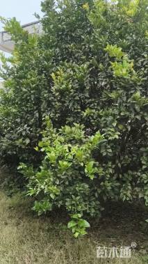 15公分丛生香橼