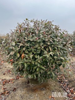 冠幅130厘米红叶石楠球