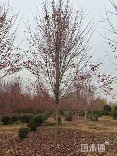 10公分美国红枫