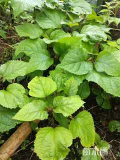 高度30厘米臭牡丹